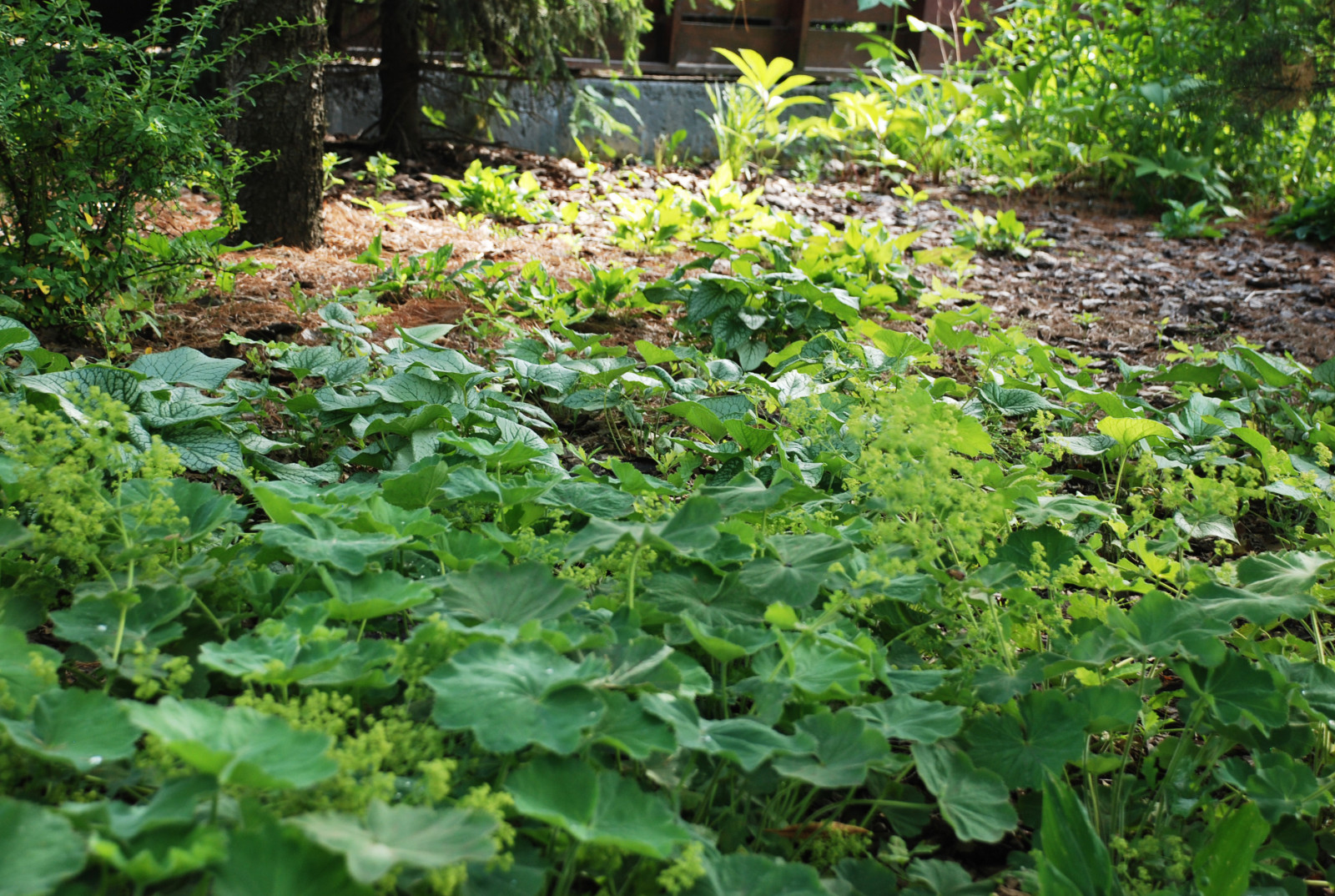 Современный сад в КП "Променад"