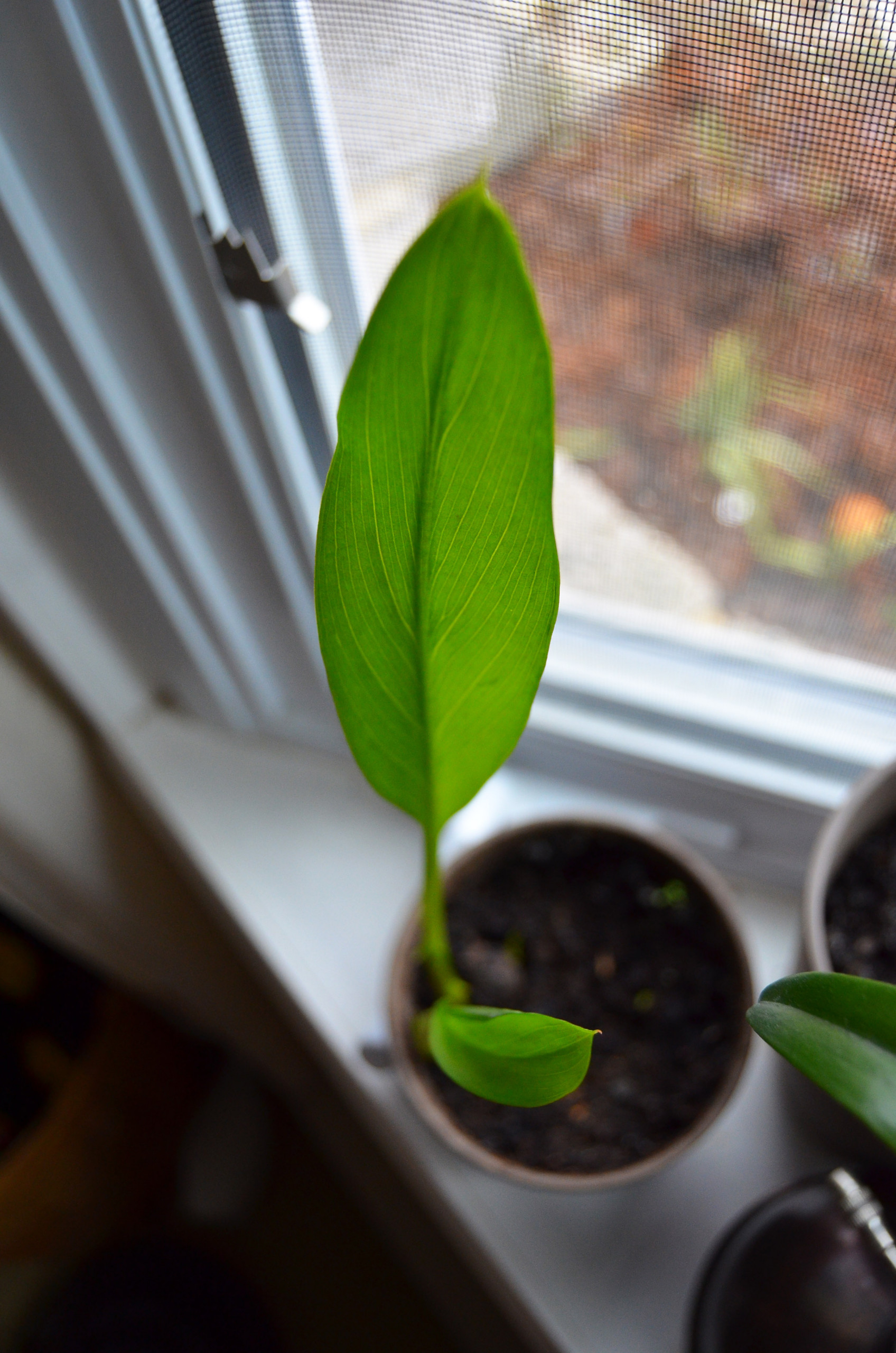 Для новичков: Когда сеять семена на рассаду — гид по месяцам