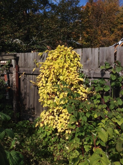 Увей меня нежно: Сажаем вьющиеся растения у забора, беседки и перголы
