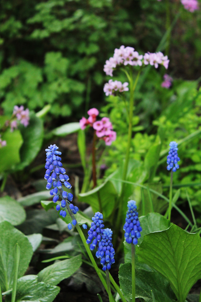 Генеральские дачи