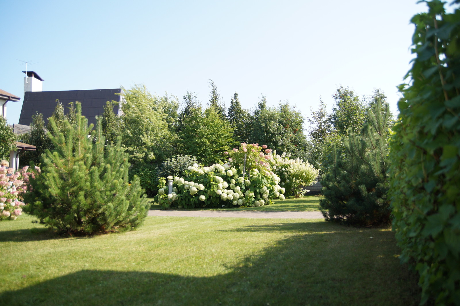 Гортензии много не бывает.