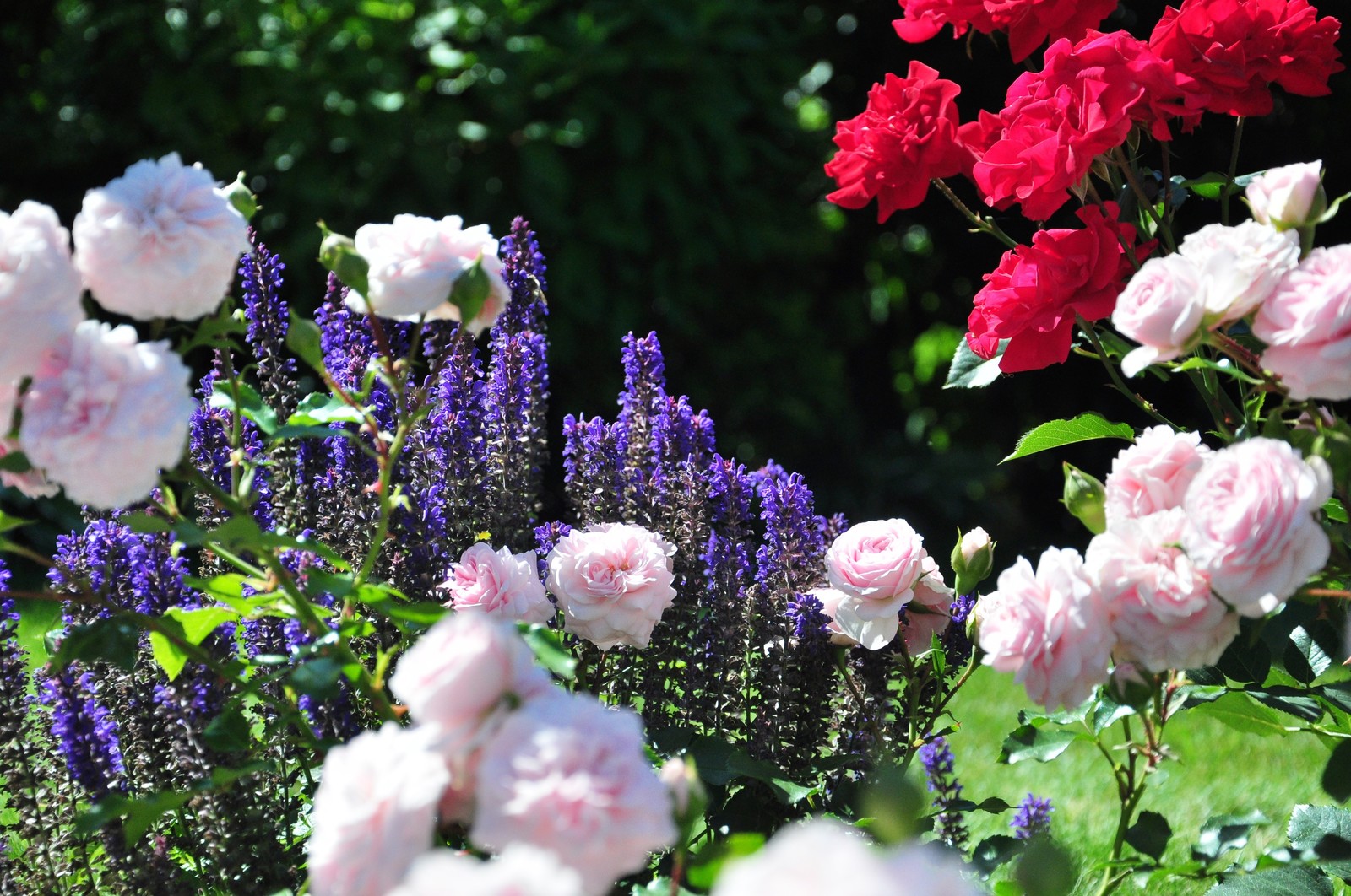 д. Громково - Уход за садом - 100% качество