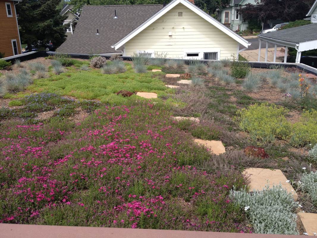 Обложка проекта: «Зеленая крыша»