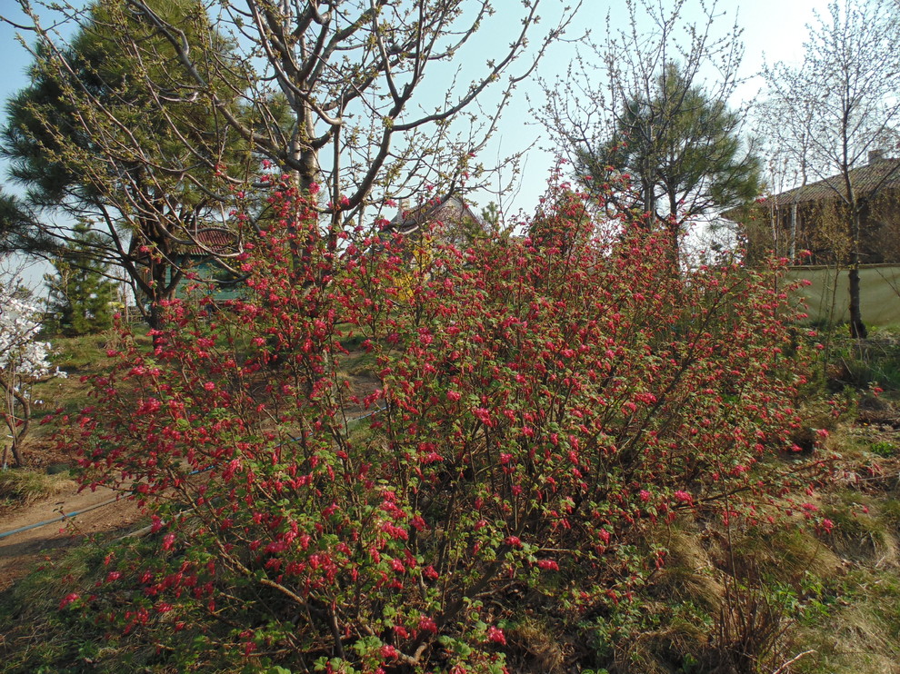 Наш собственный сад