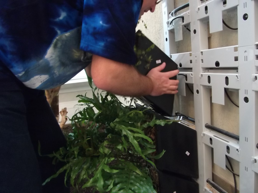 Обложка проекта: Зеленая стена