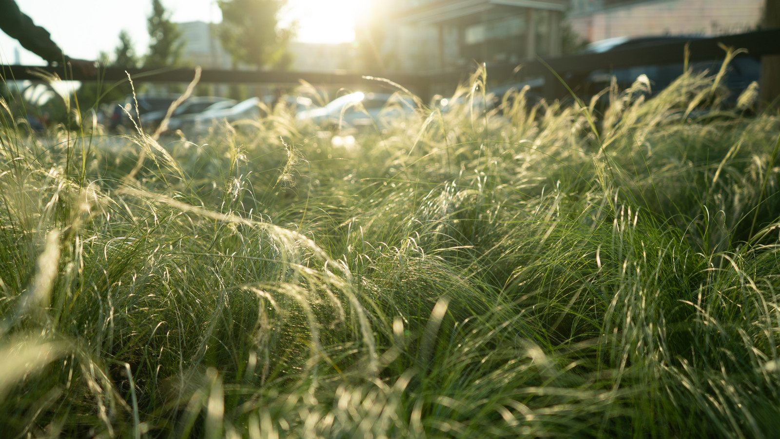 Архитектура природы