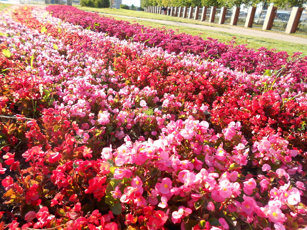 Одним цветом: Оформление участка в единой цветовой гамме