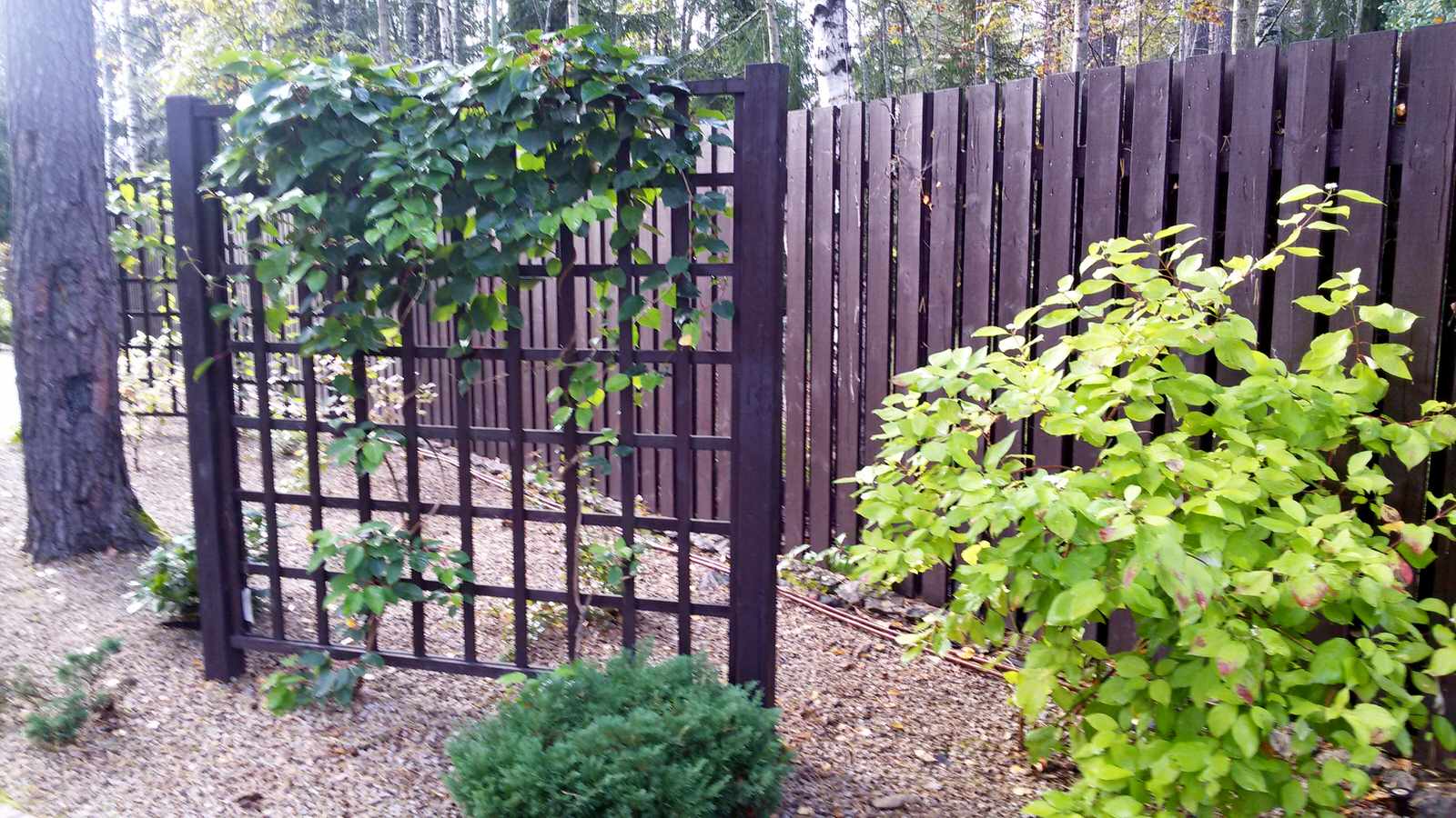 Как креативно укрыться от соседского забора