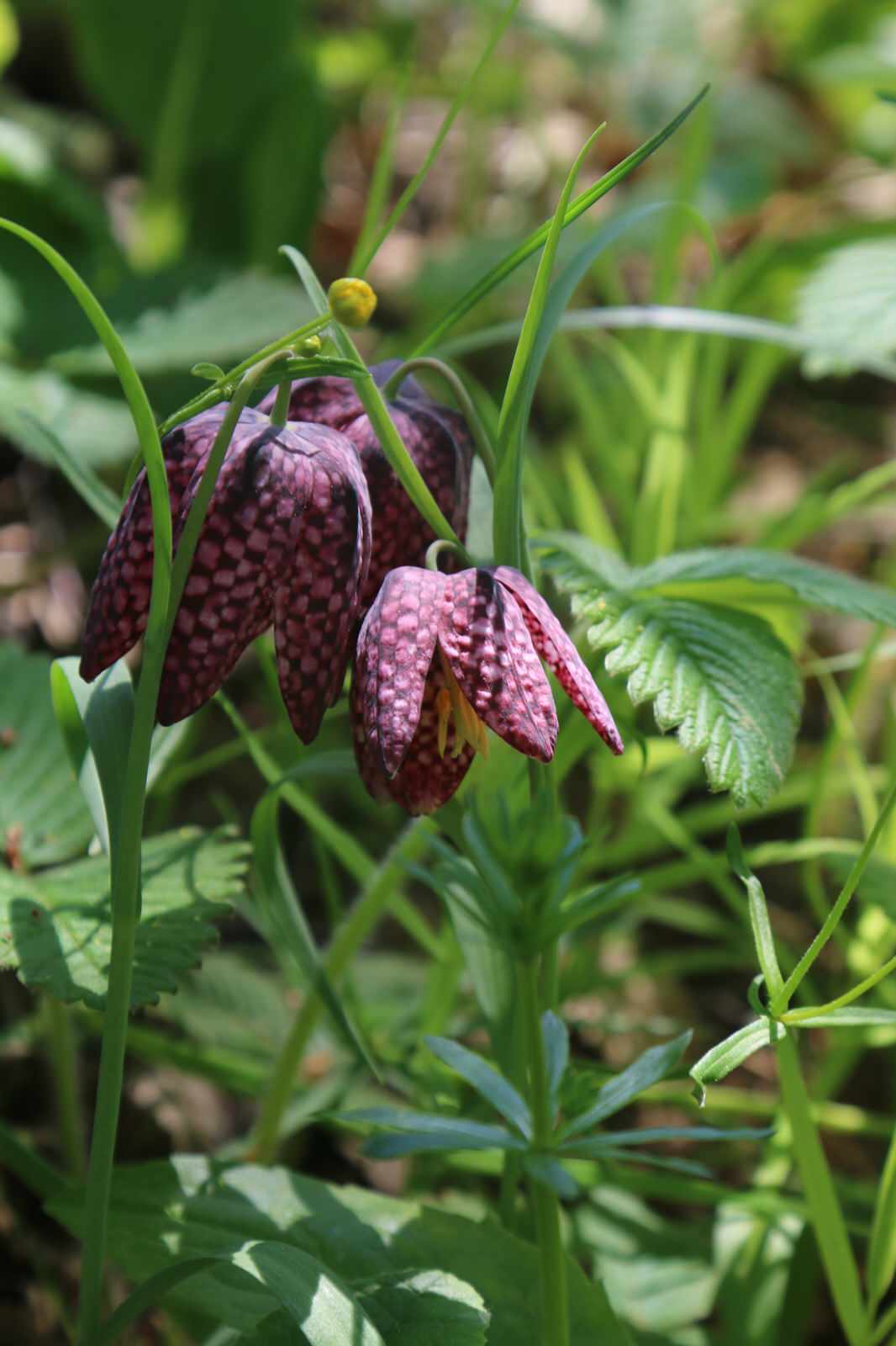 Бельгийка 02