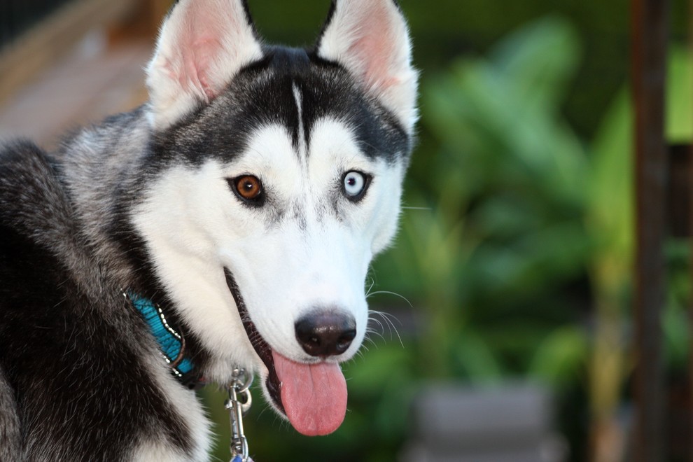 Собака и дача: Как не только выжить, но и отдохнуть