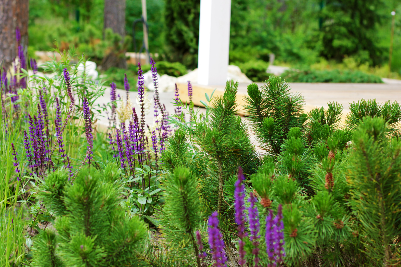 Вопрос: Как сохранить лес на собственном участке