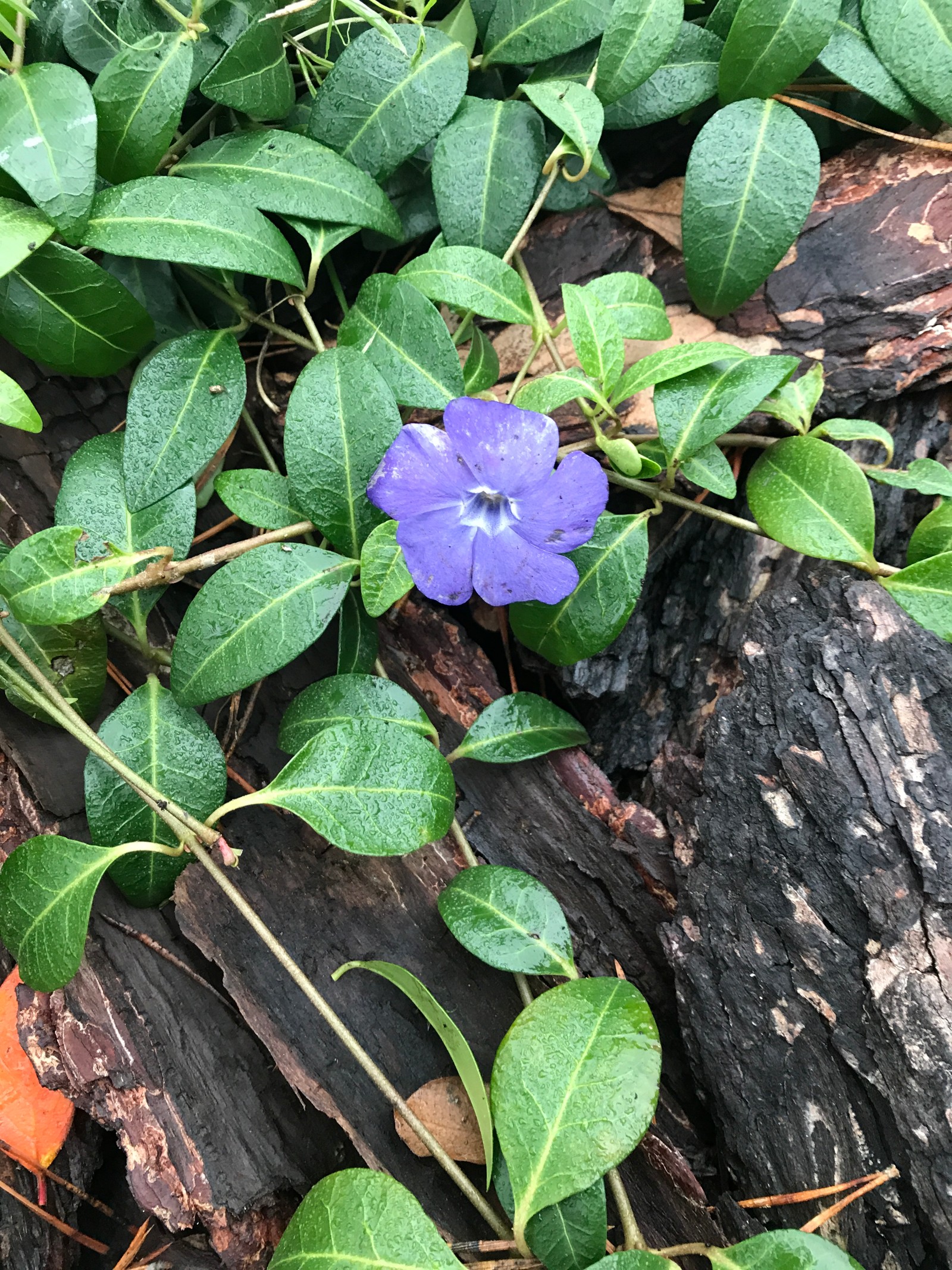 КП Завидово, 0.25 га