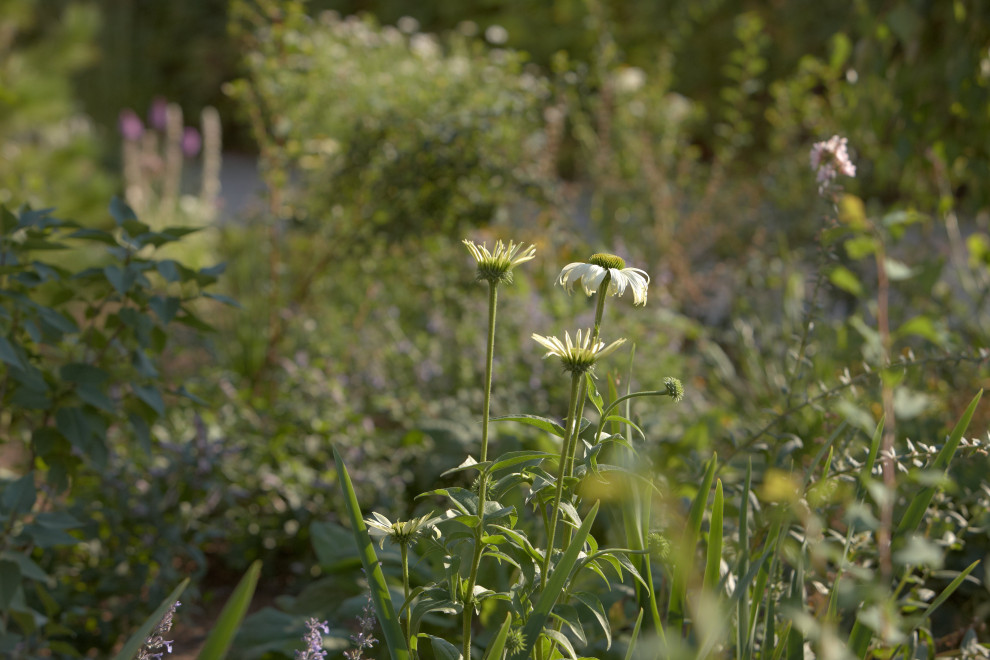 Обложка проекта: Отражение в каплях росы