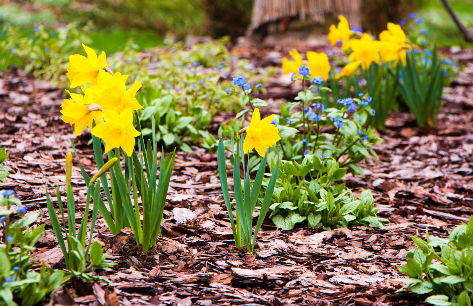 Горки-10, 2017-2020 г.г.