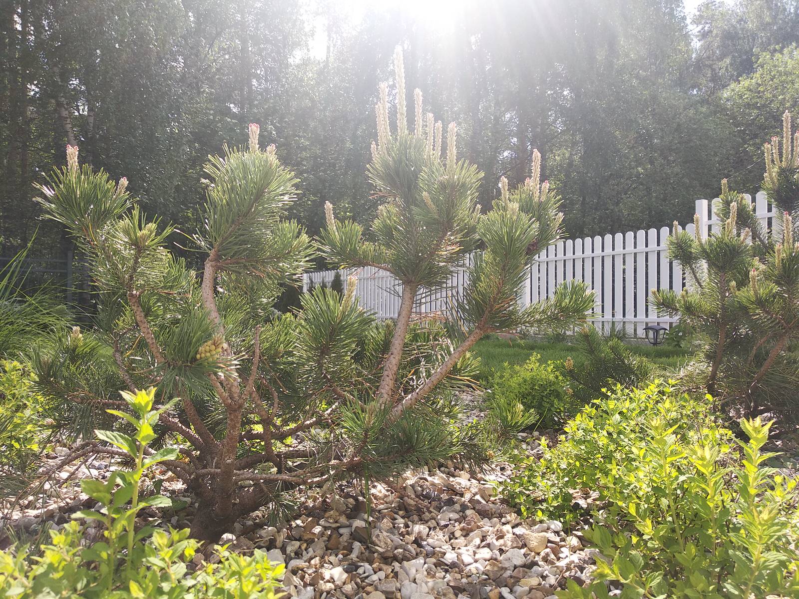 Обложка проекта: Английский садик