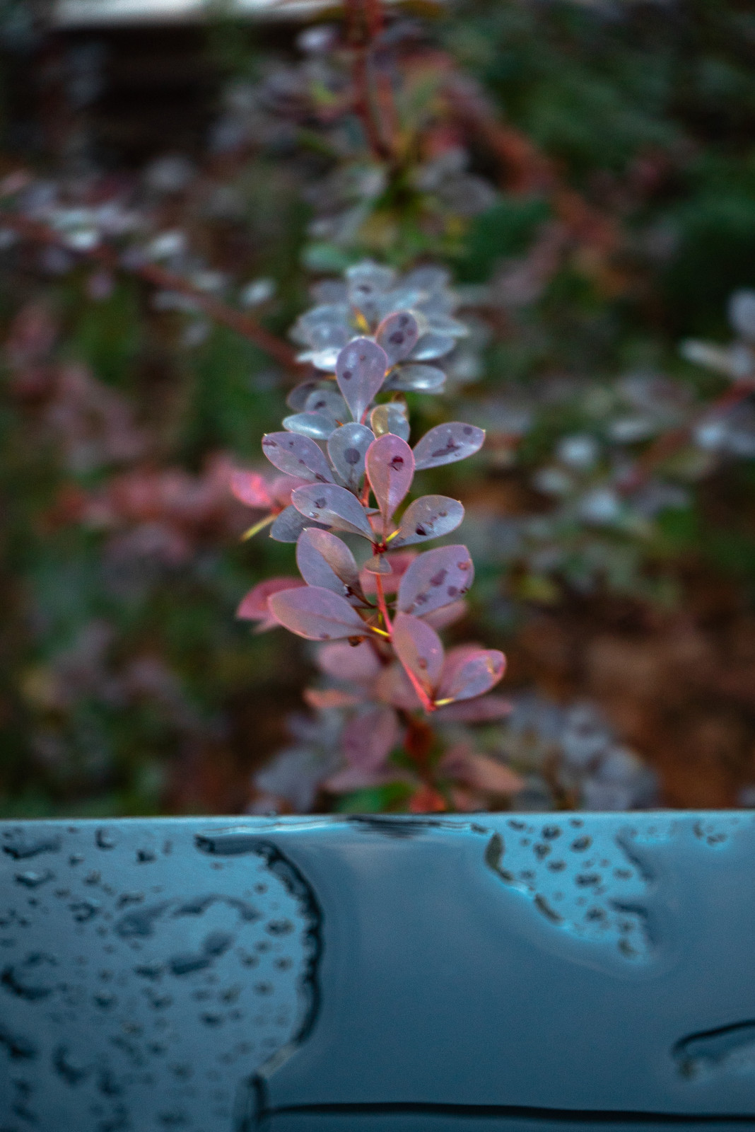 Архитектура природы