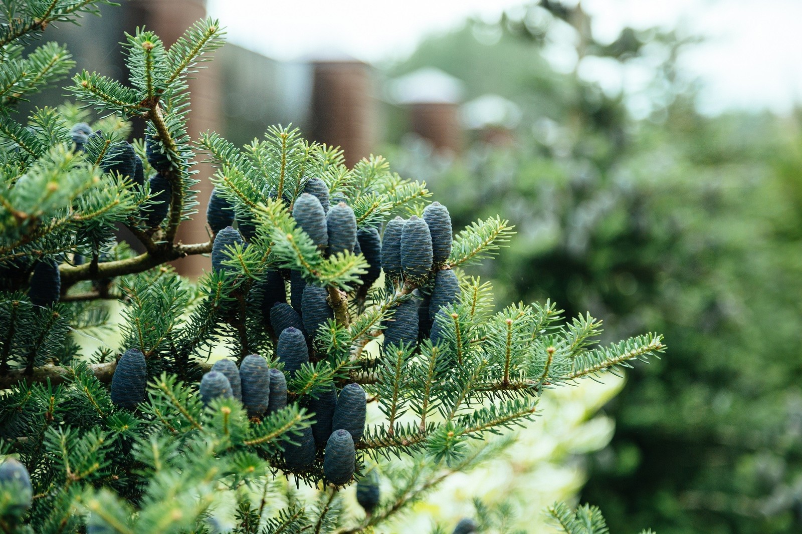 Участок в Сестрорецке