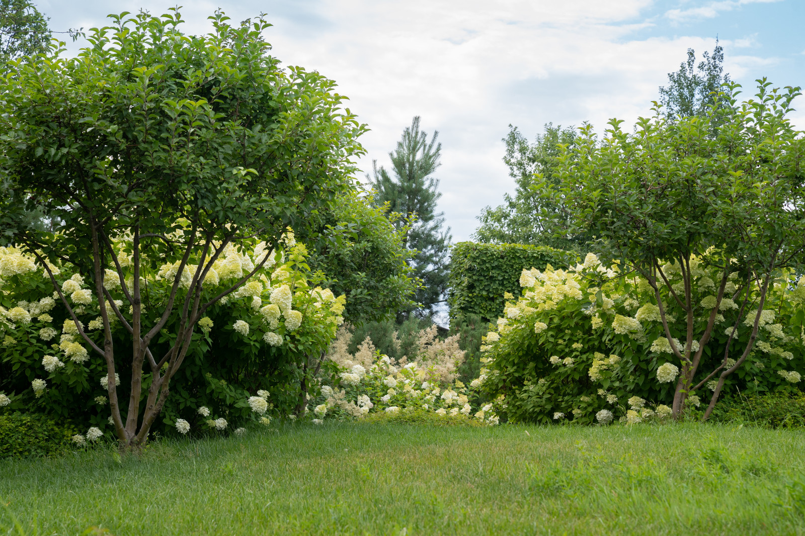 Гортензии для сада премиум-класса