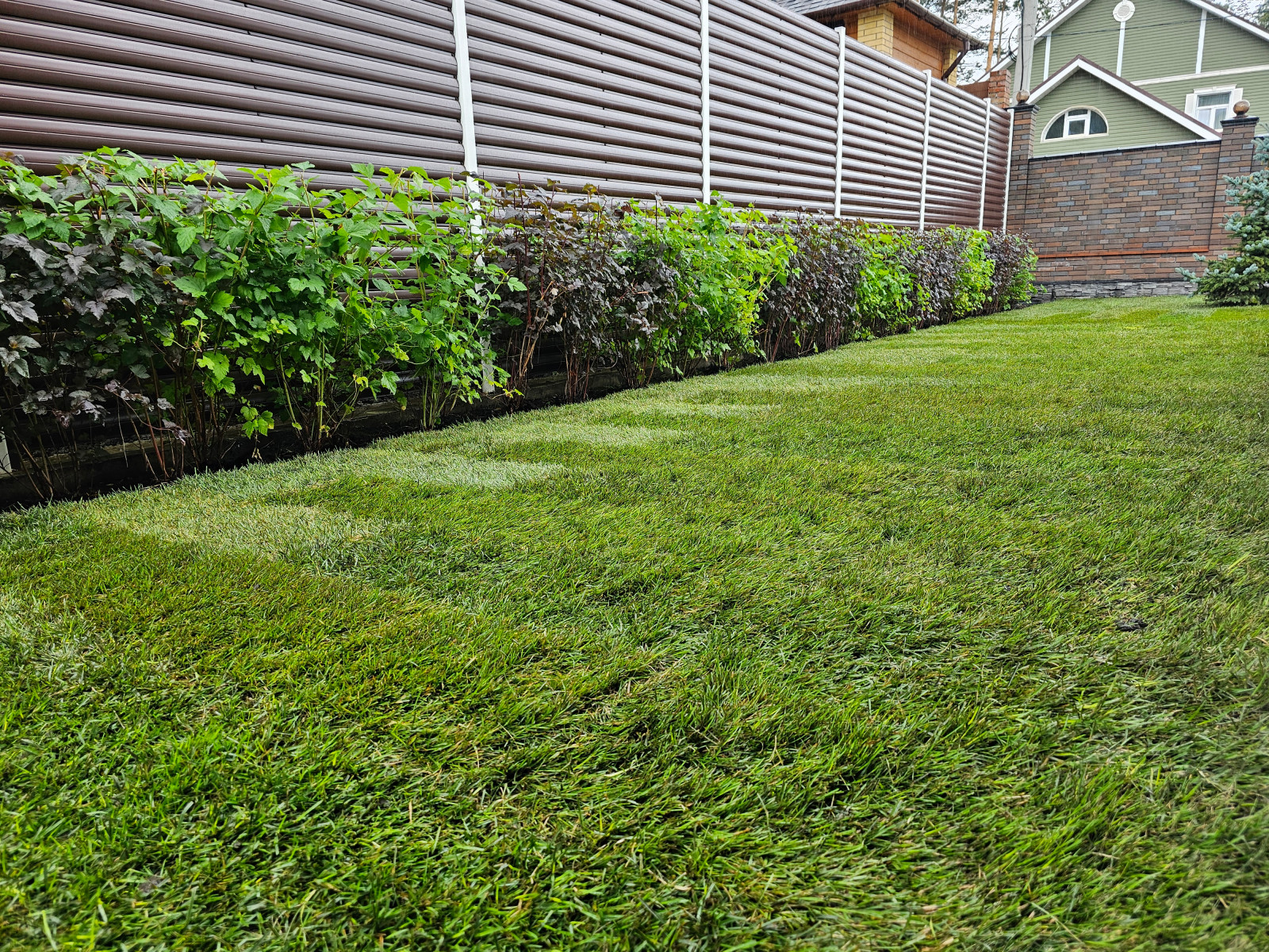 Рулонный газон Красноярск