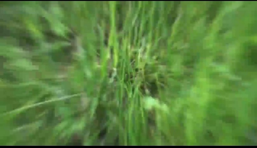 Обложка проекта: Ландшафтный дизайн участка