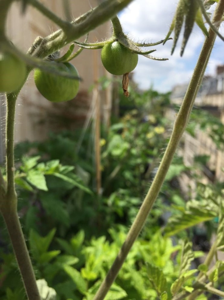 До и после: Балкон в Париже, где выращивают помидоры и мяту