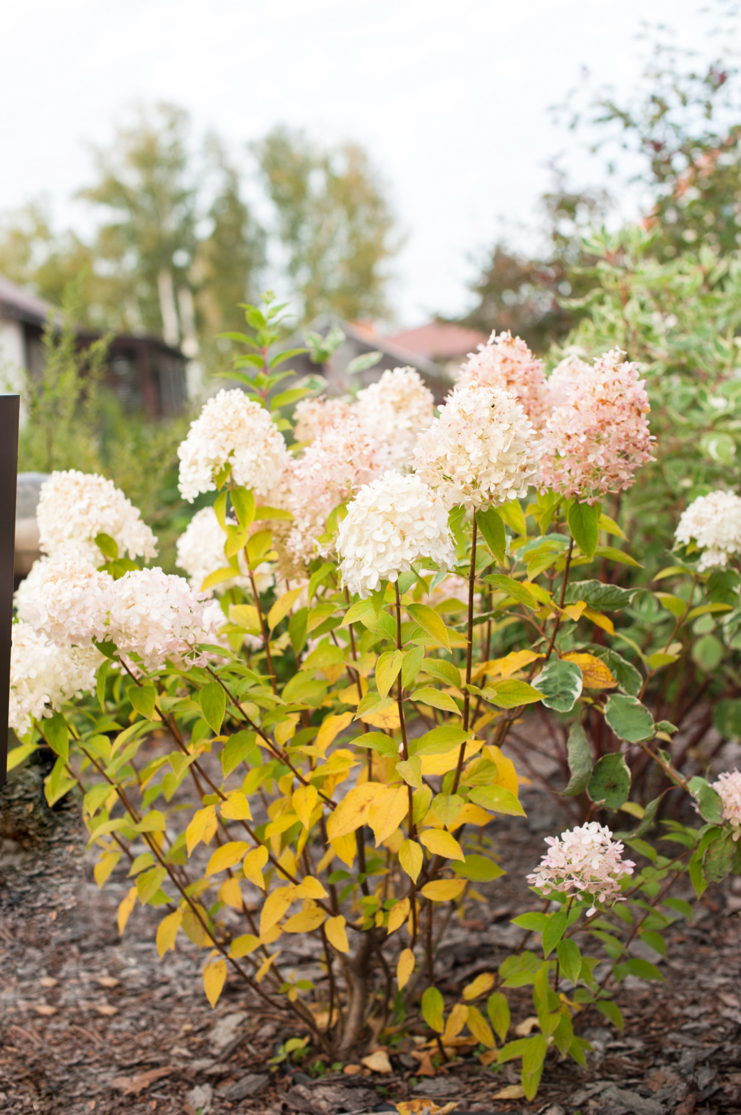 Сад На мажорной ноте