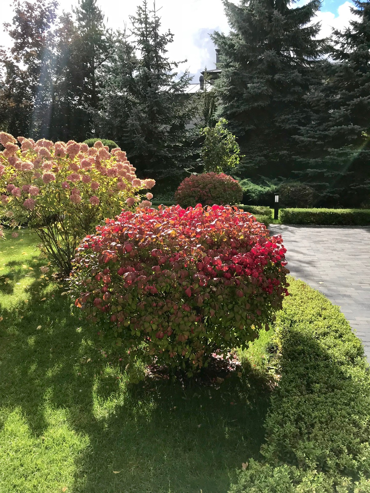 Зелёный лес