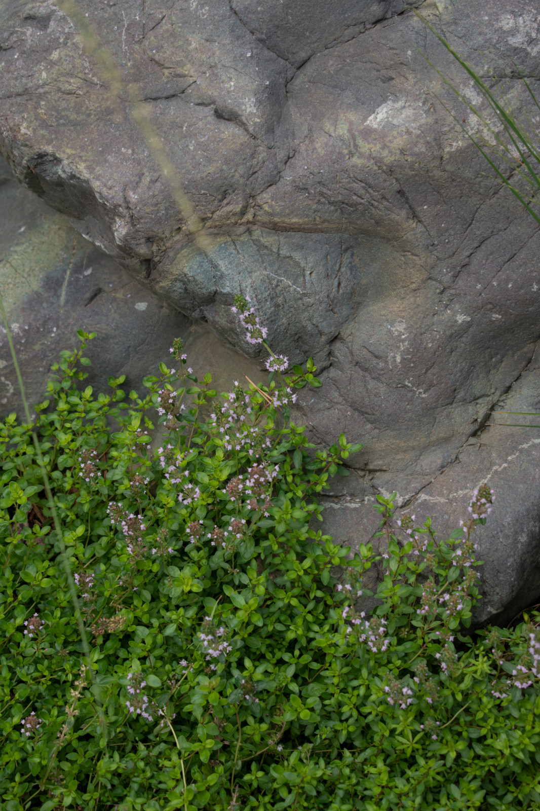 Проект "Волшебное озеро"