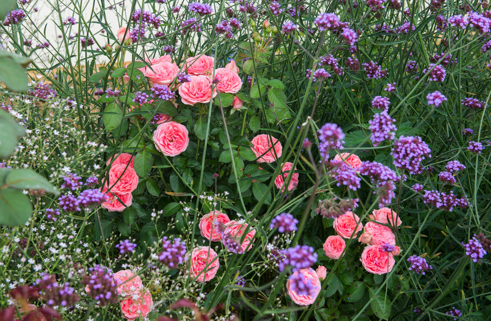 Большой сад в пригороде