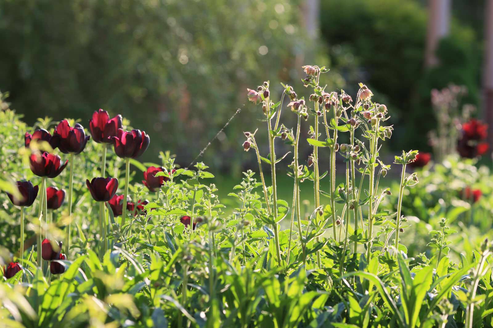 Бельгийская Деревня