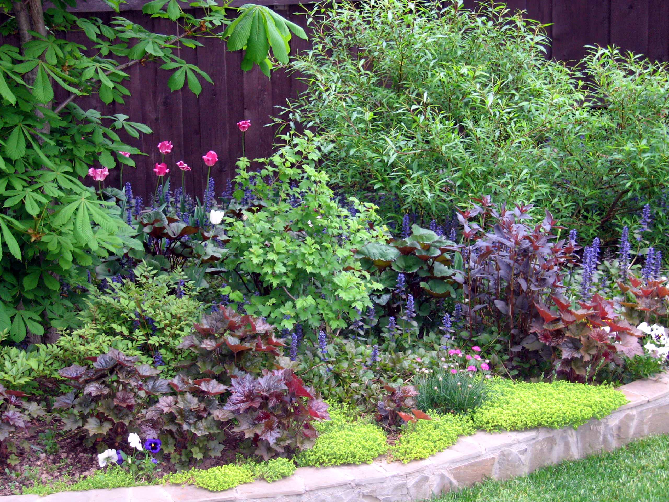 Растения: Выбираем декоративнолистные для сада