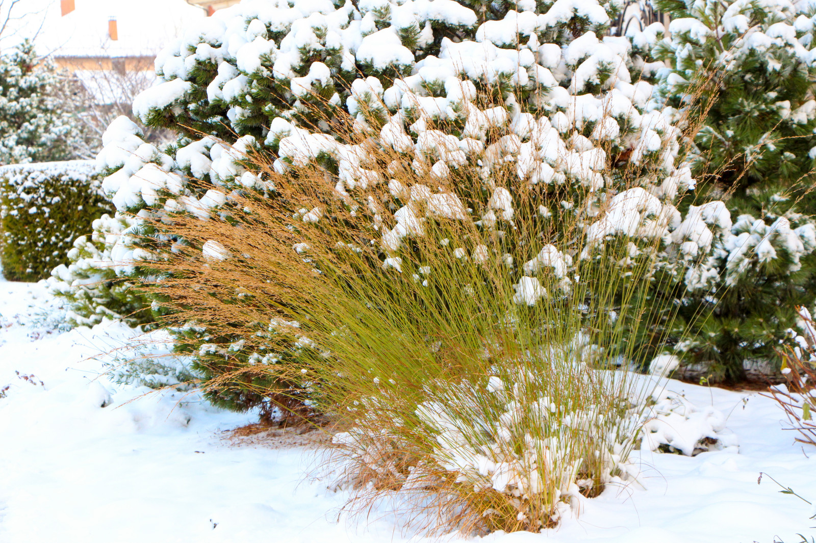 Горки-10, 2017-2020 г.г.