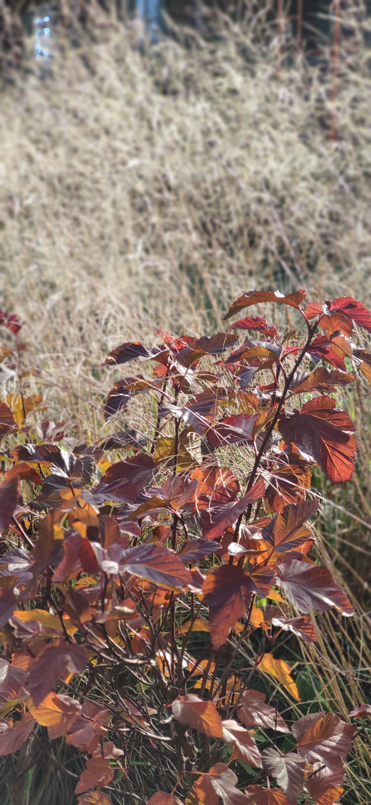 Проект "Волга"
