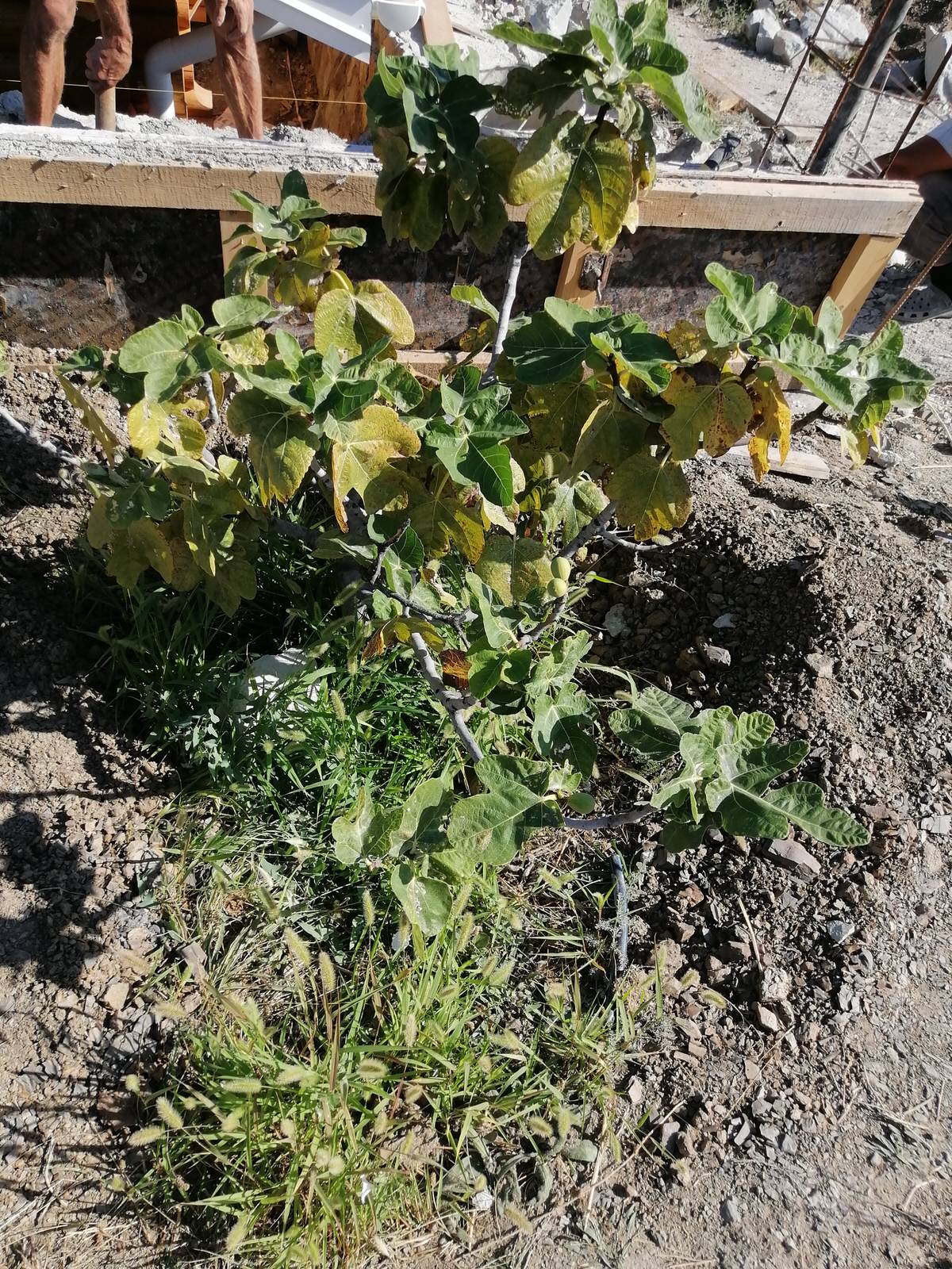 Смоковница