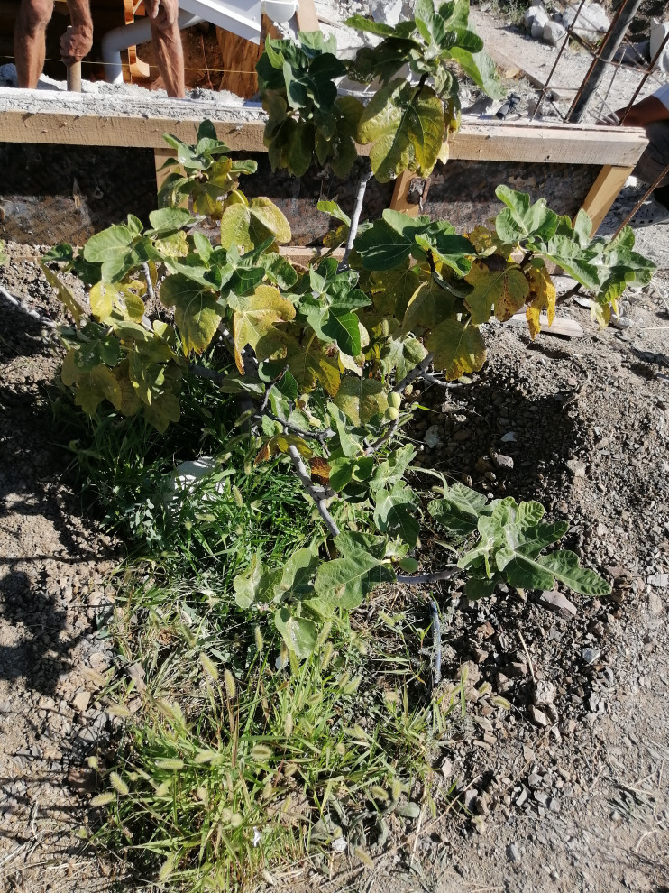 Смоковница