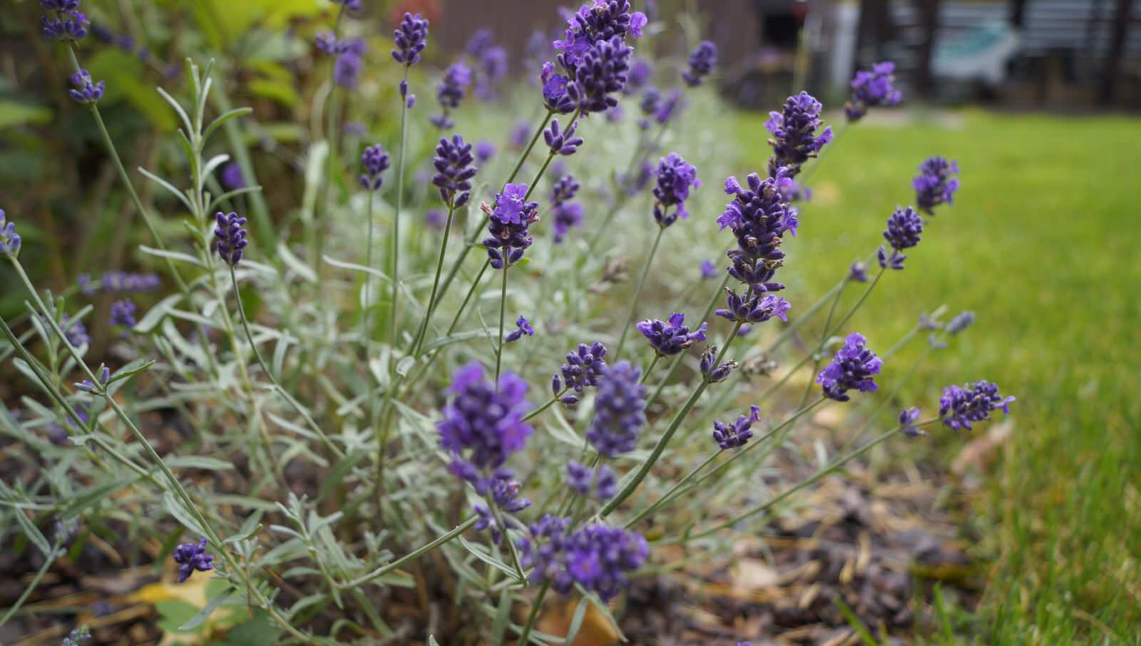 Летняя квартира (п. Удельная)