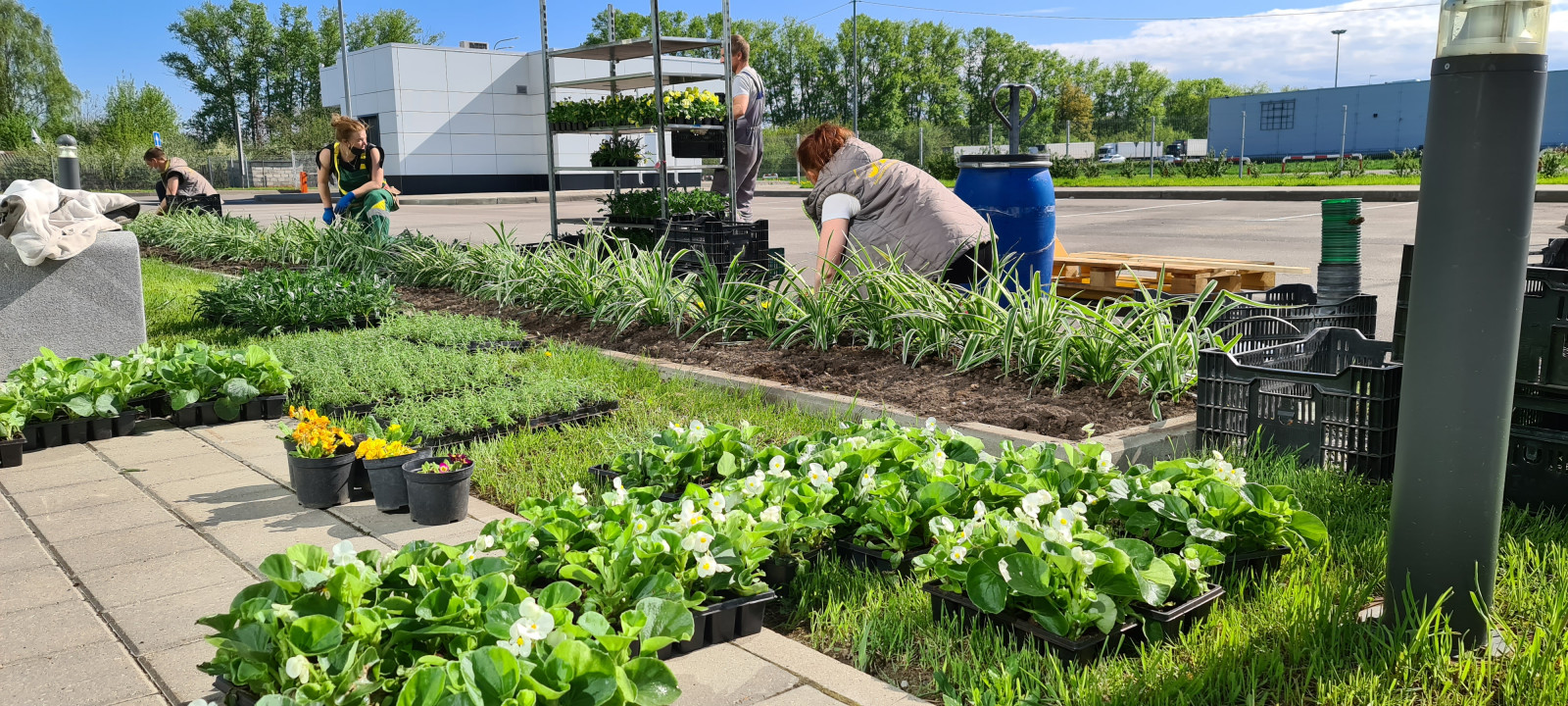 Обложка проекта: Посадка растений, озеленение