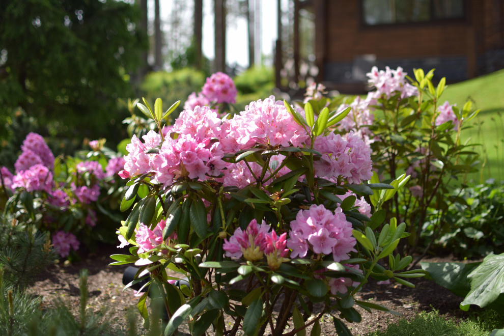 Сад в Карельском лесу