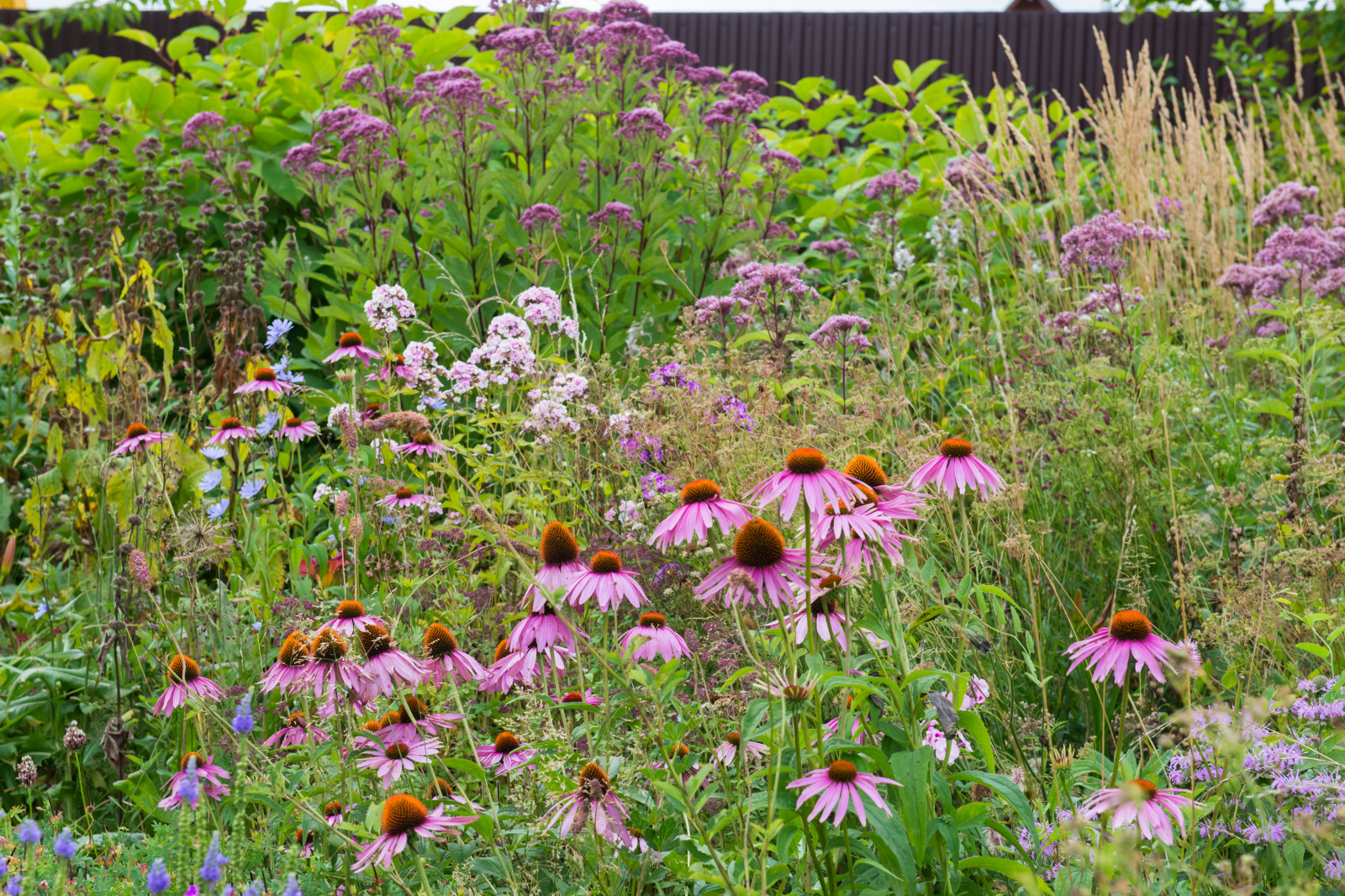 Многолетники