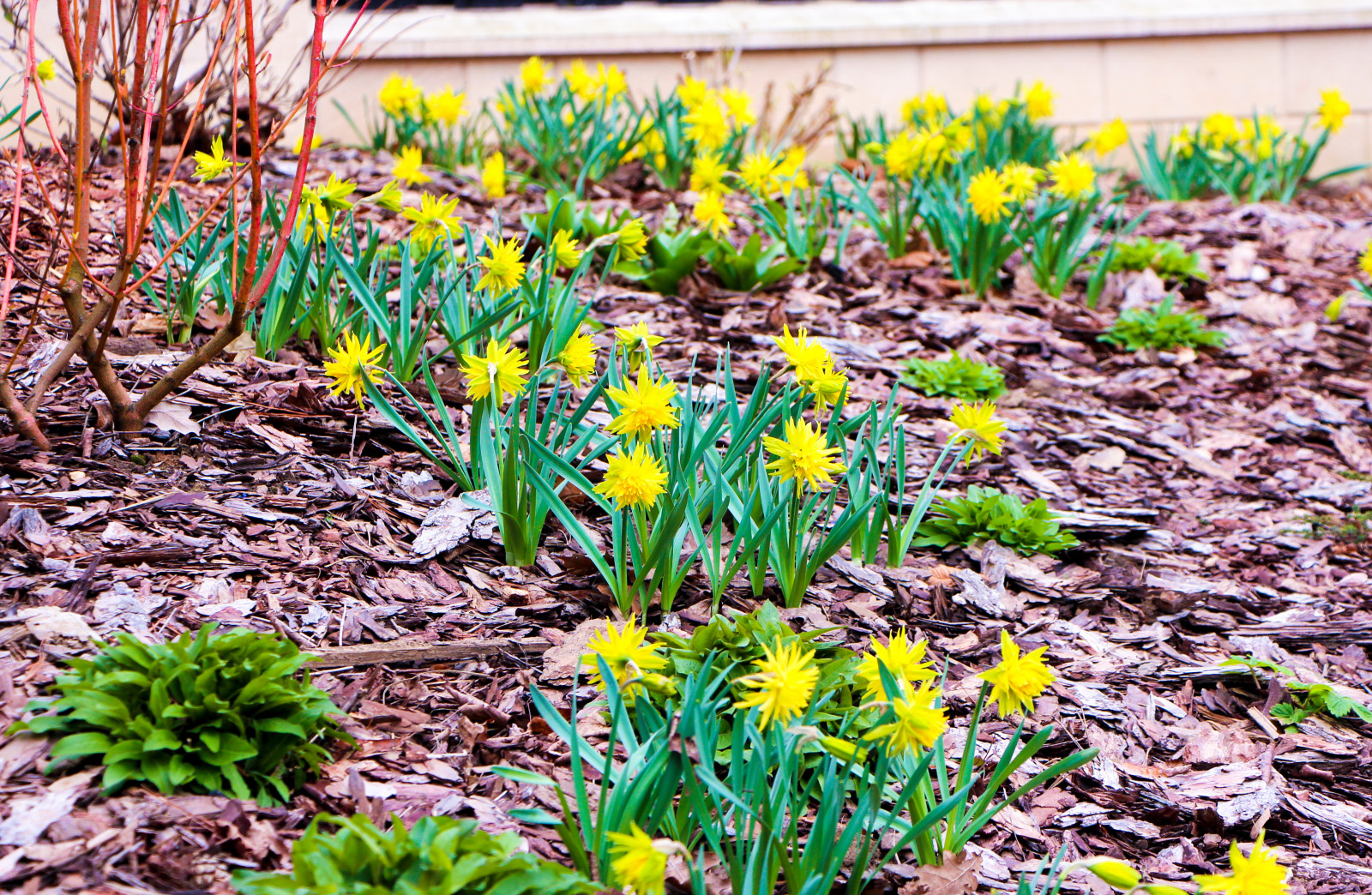 Горки-10, 2017-2020 г.г.