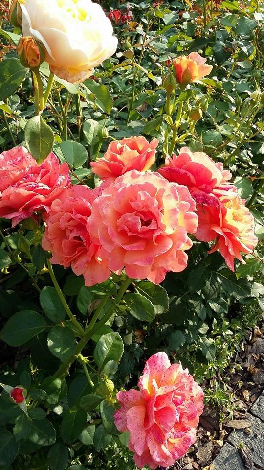 Сенькино московская обл