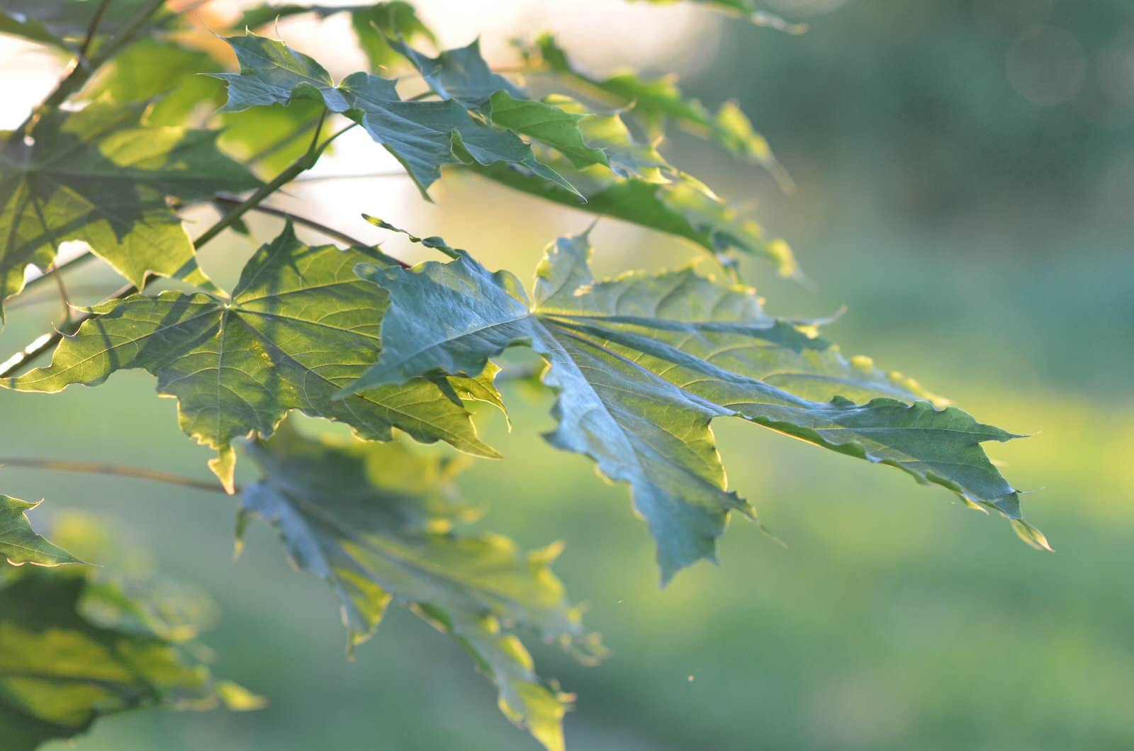 Садовый участок - лето