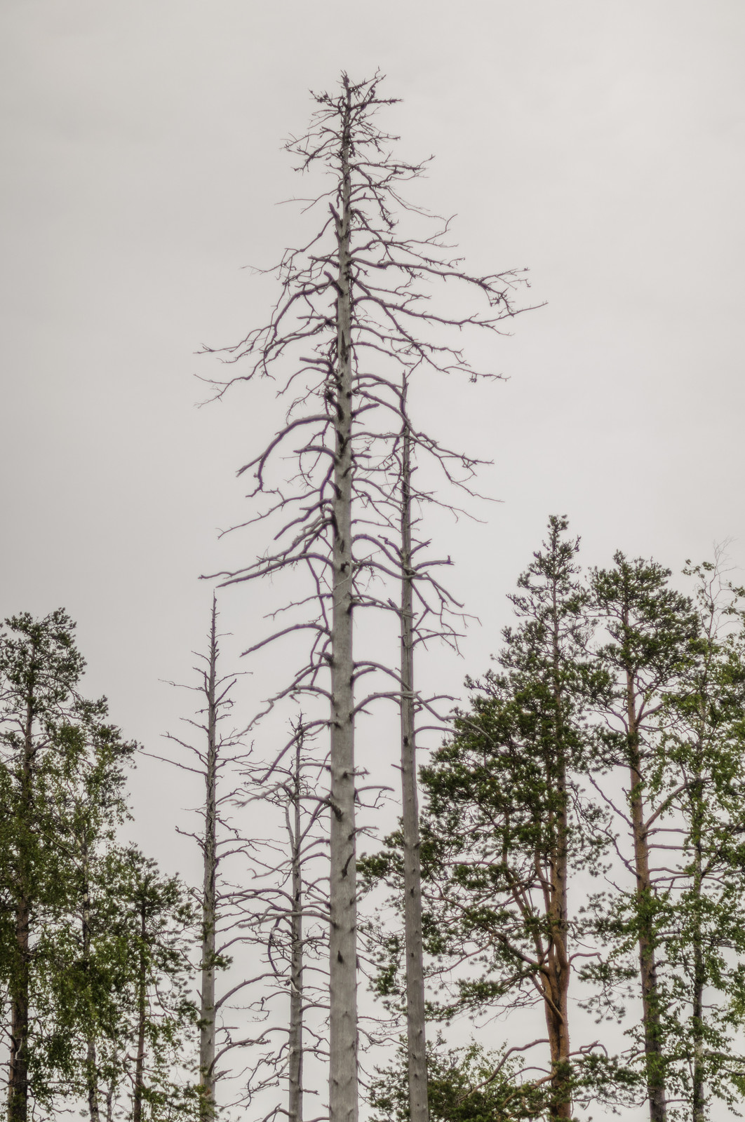 Проект недели: Баня из сухостойной сосны