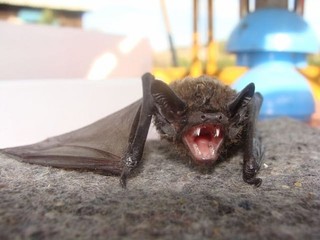 Валерий Скубиев