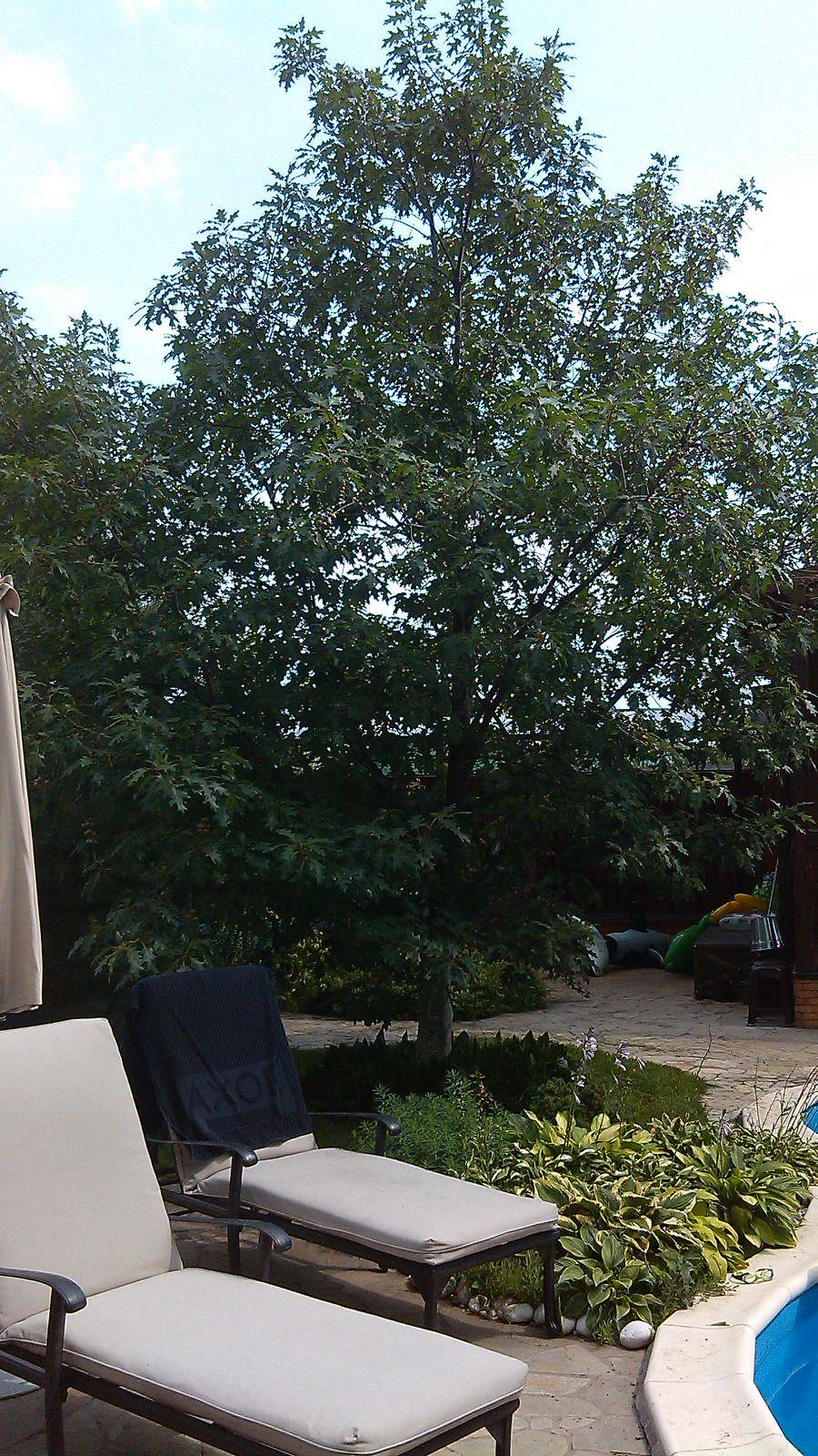 Домик среди старых дач