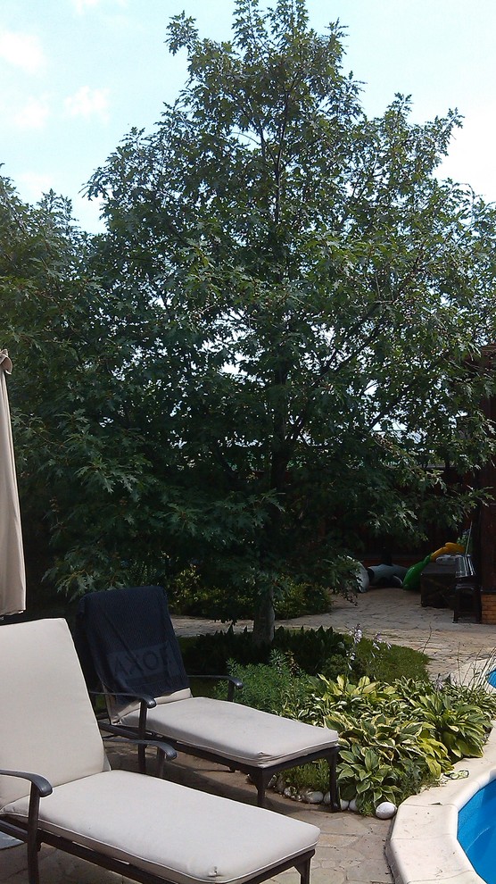 Домик среди старых дач