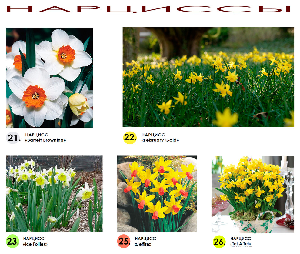 Проект ландшафтного дизайна участка - видеоряд -  луковичные -нарциссы.