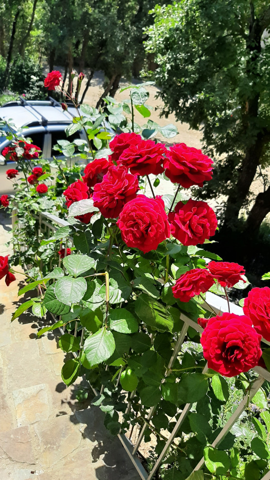 Ландшафтный дизайн