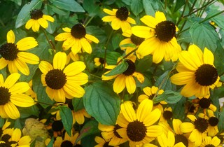 Ирина Заикина