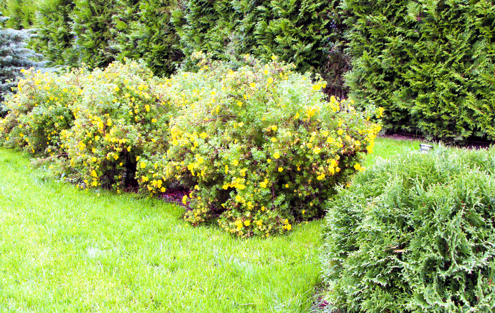 Королев, 2013-2016 гг.